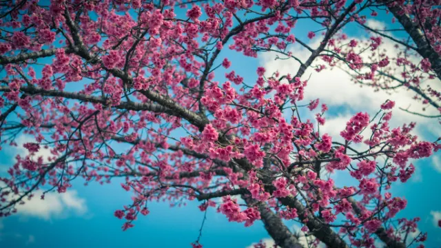 Pink cherry blossoms against a blue sky